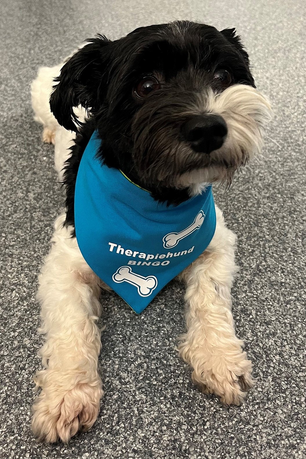 Schwarz-weißer Hund mit blauem Halstuch, auf grauem Teppich liegend, Halstuch mit Knochen und Text 'Therapiehund BINGO'.