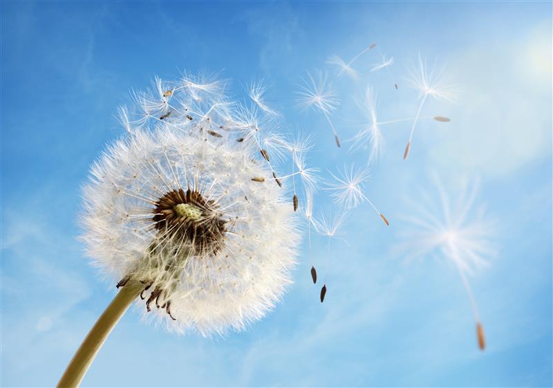Löwenzahnsamen, die sich vom Blütenkopf lösen und im Wind vor blauem Himmel davonfliegen